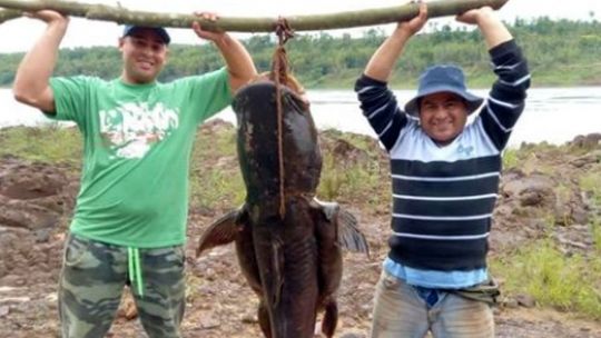 pescaron-un-manguruyu-de-80-kilos-y-no-lo-devolvieron-al-agua