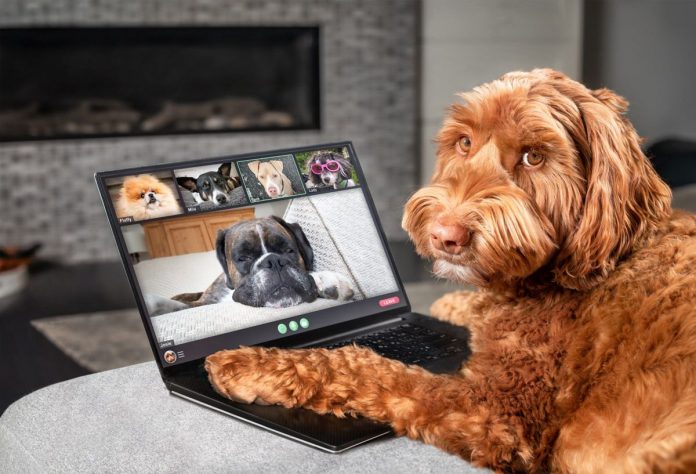 dogphone-te-permite-hacer-videollamadas-con-tu-perro