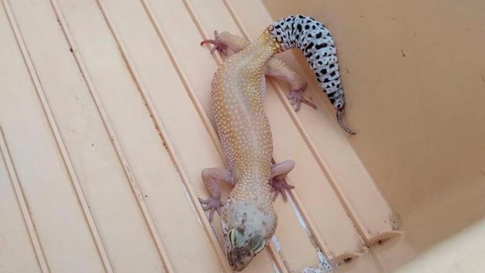 insolito:-encontro-un-gecko-leopardo-en-el-patio-de-su-casa