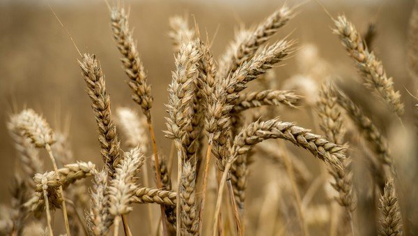 las-cadenas-de-trigo-y-maiz-rechazan-los-subsidios-al-pan-y-al-pollo