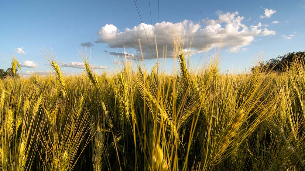 la-cosecha-de-trigo-ya-supero-las-22-millones-de-toneladas