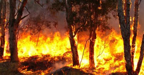 por-los-incendios-forestales,-corrientes-fue-declarada-zona-de-catastrofe-ecologica-y-ambiental