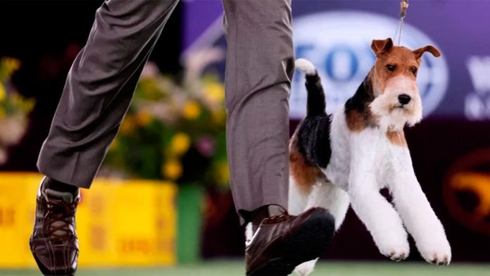 un-fox-terrier-fue-coronado-como-el-mejor-perro-del-mundo-en-2022