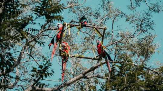 cinco-guacamayos-rojos-fueron-liberados-en-el-parque-nacional-ibera