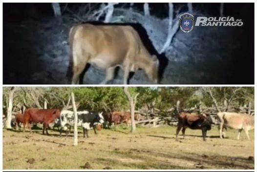 rubia-paso:-la-policia-logro-recuperar-35-vacas-robadas-desde-un-campo